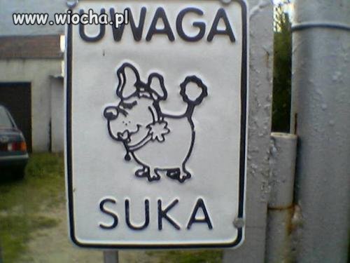 Jak nie pies...