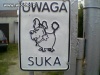 Jak nie pies...
