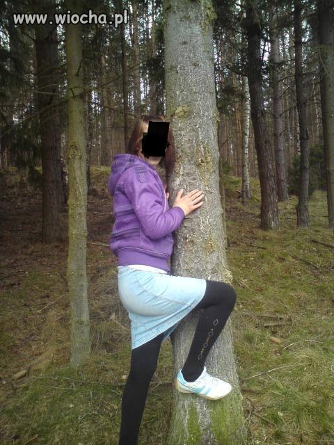 Ssak drzewny kolejna odsłona