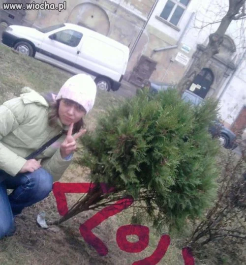 Takie tam z drzewkiem 