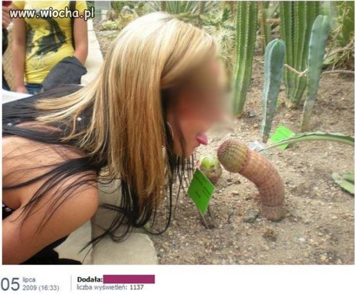 Kaktus wygląda jak wygląda
