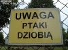 UWAGA! Ptaki dziobią!