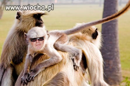 Człowiek wywodzi się od małpy
