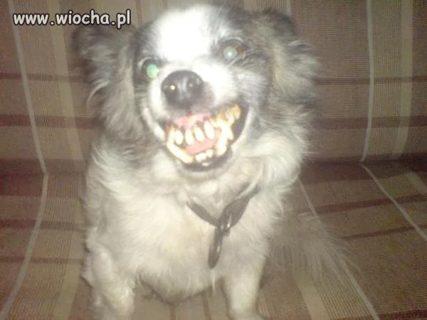 I te zęby...