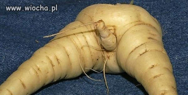 Pietruszka płci męskiej.