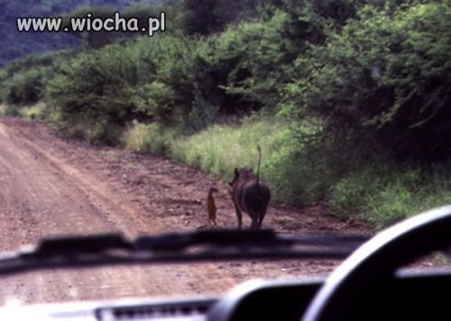 Timon i Pumba żyją!!!