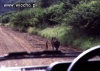 Timon i Pumba żyją!!!