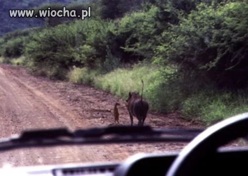 Timon i Pumba żyją!!!