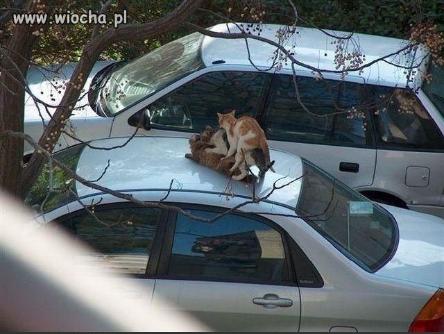 Jest whiskas
