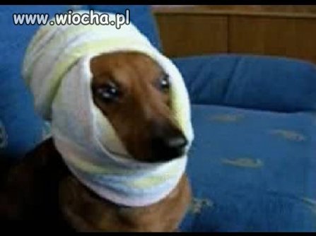 Pies z turbanem 