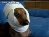 Pies z turbanem 