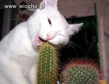 Ałłł