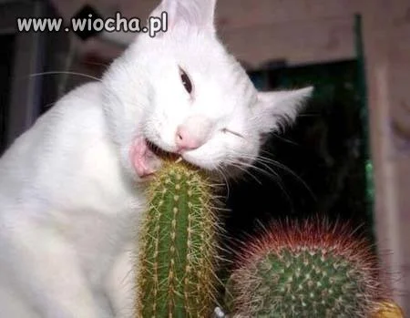 Ałłł