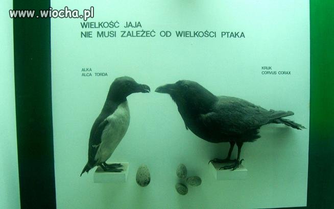 Wielkość jaja 