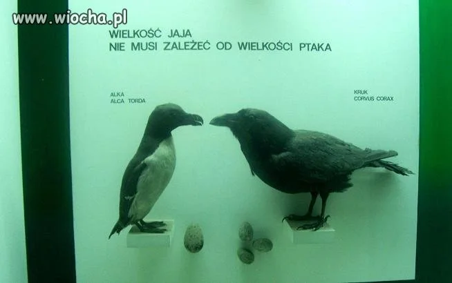 Wielkość jaja 