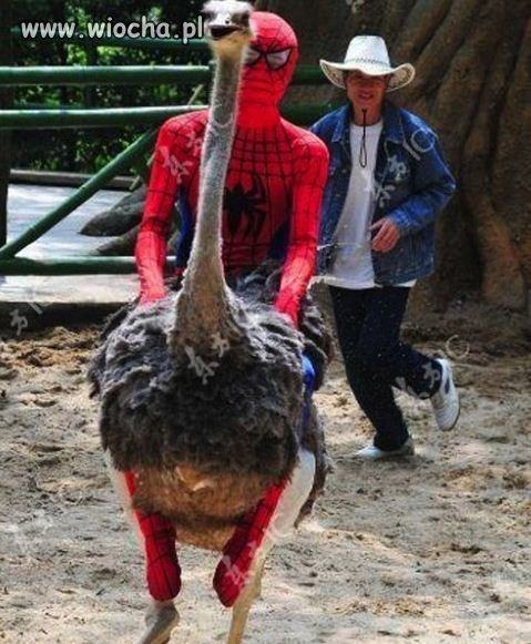 Spiderman