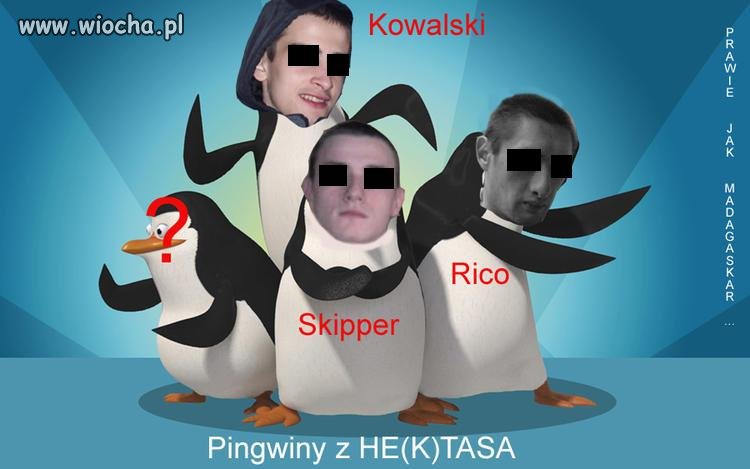 Miały być pingwiny