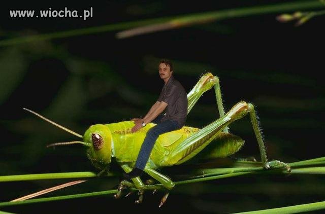 Artysta na koniku 