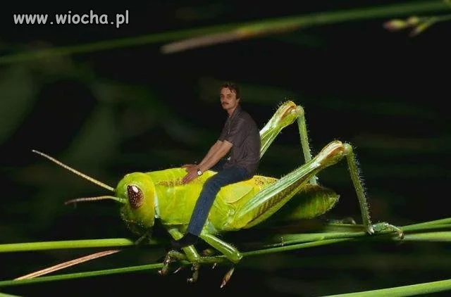 Artysta na koniku 