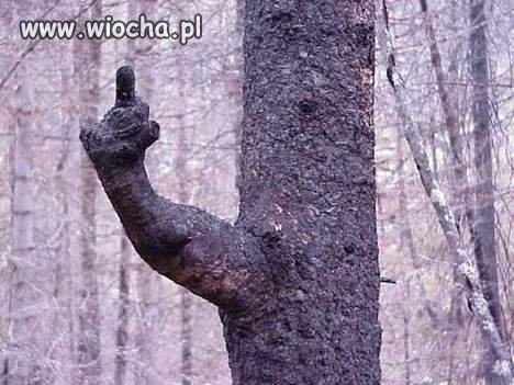 Nawet drzewa mają swoje zdanie...