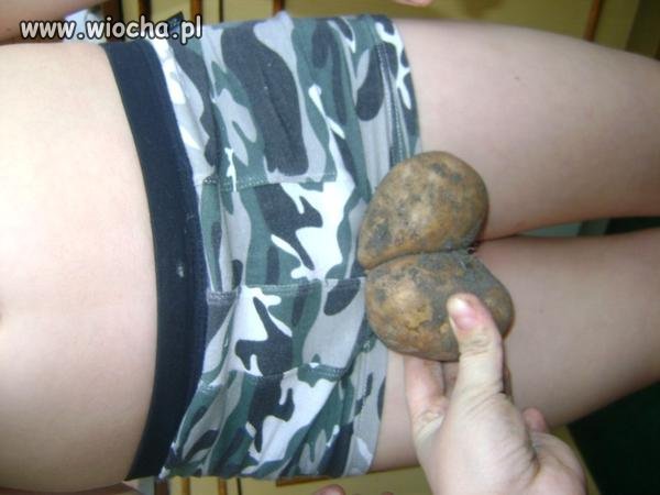 Ziemniocki 