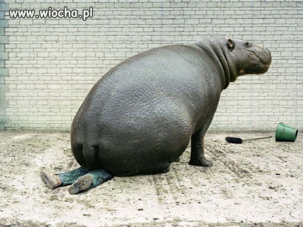 Zastanawiam się skąd ta zadowolona mina u tego zwierza
