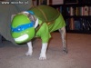  żółw ninja 