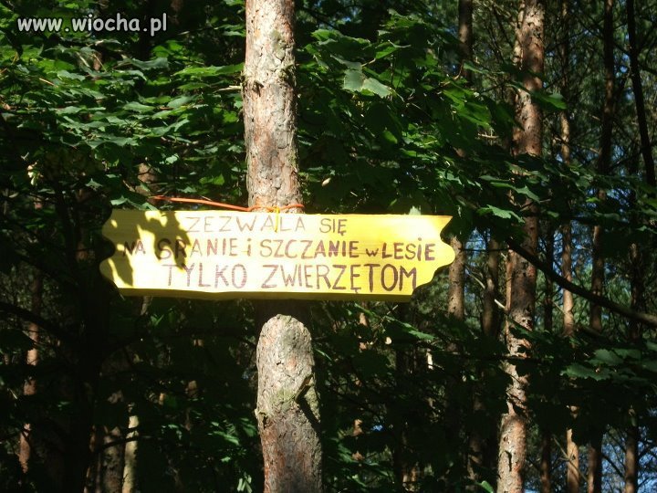 Zezwolenie