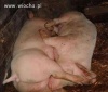 69 świnki