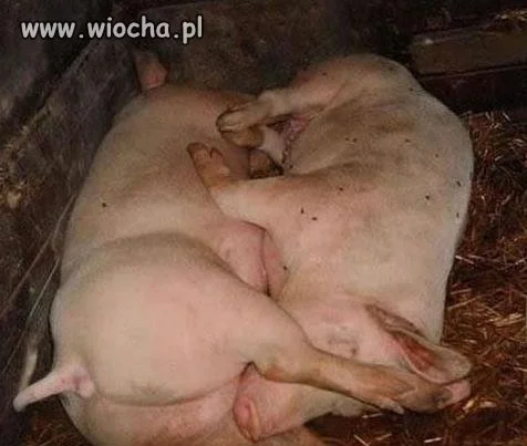 69 świnki