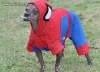 Prawdziwy Spiderman.