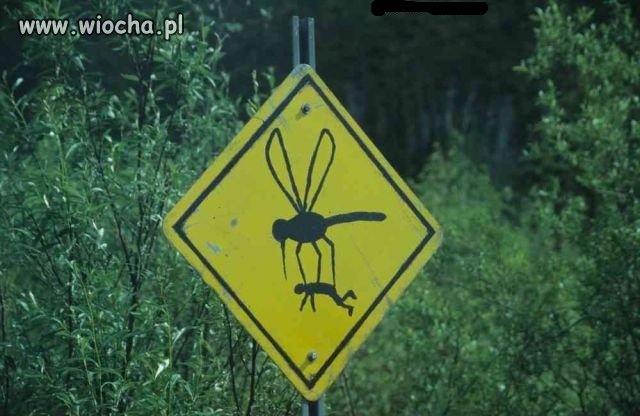 Ja nie wejdę do tego lasu!