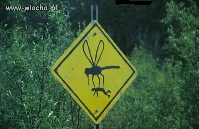 Ja nie wejdę do tego lasu!