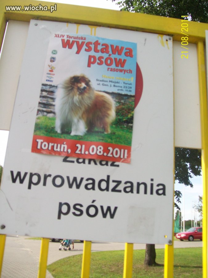 Może tu chodzi o inne psy
