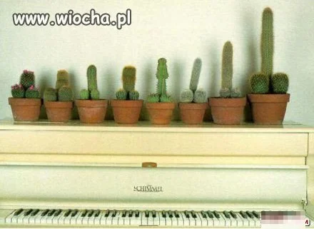 Jak się nie ma co się lubi, to się lubi to co ma