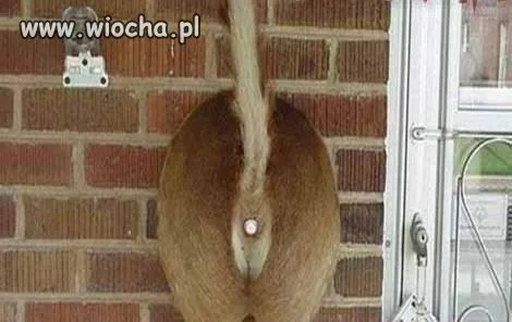 Dzwonek do drzwi