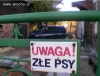 Rodwailer ? Pitbull ?