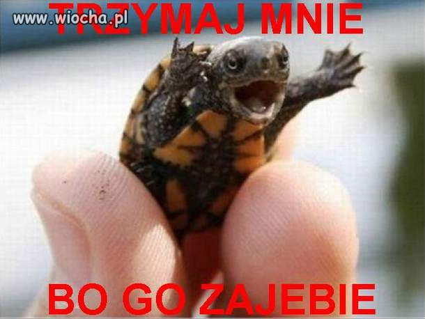 Taki mały a jaki groźny