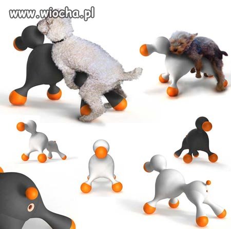 Prosto ze zwierzęcego