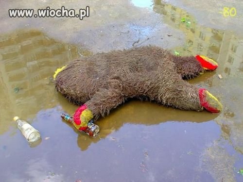 Stary niedzwiedź mocno śpi