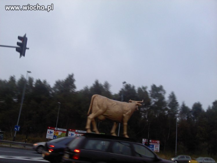 święta krowa