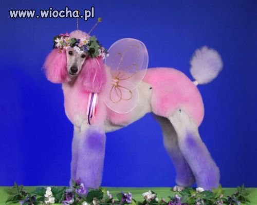 Brak słów !