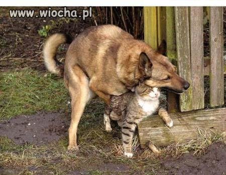 Odwieczni wrogowie 