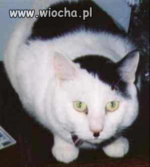 Kotek