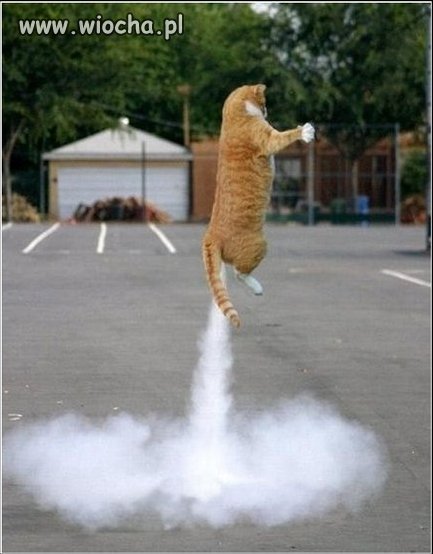Whiskas