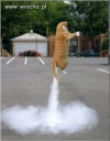 Whiskas