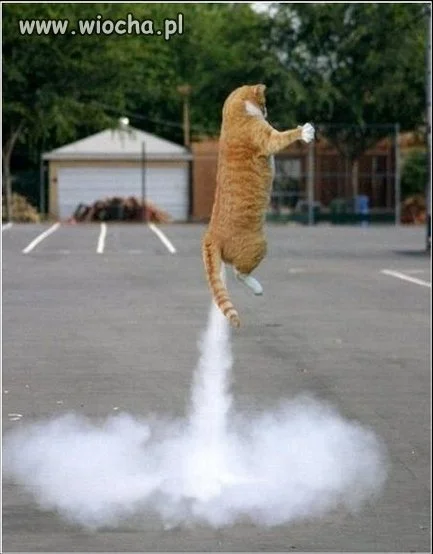 Whiskas