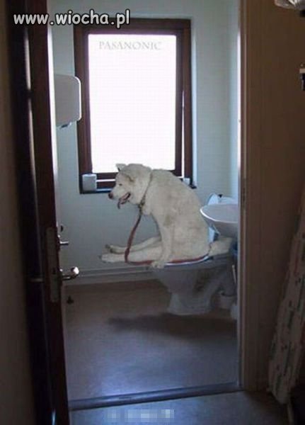 DA SIĘ? DA?