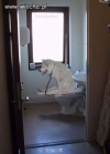 DA SIĘ? DA?