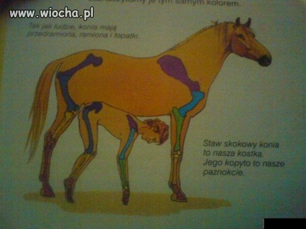 Podręcznik do szkoły podstawowej...